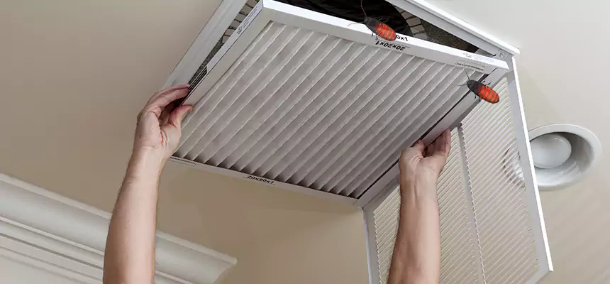Our Insect Removal from Air Ducts Services in Country Walk, FL